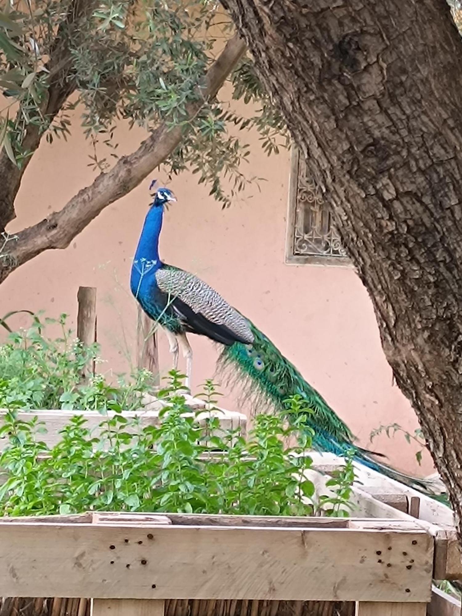 Jardin Sakina - Chambre D'Hotes Oulad Moumene 外观 照片
