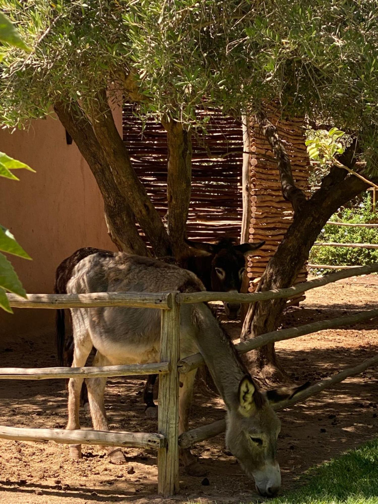 Jardin Sakina - Chambre D'Hotes Oulad Moumene 外观 照片